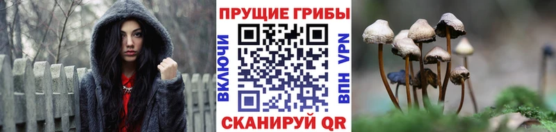 Купить закладки  Воскресенск  Галлюциногенные грибы Psilocybine cubensis 